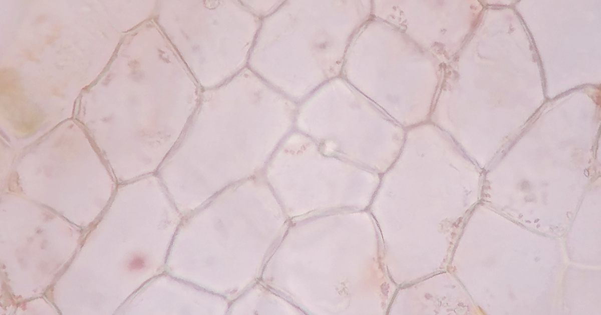 Pflanzliche Stammzellen in der Kosmetik: nachhaltige Slow-Aging-Power