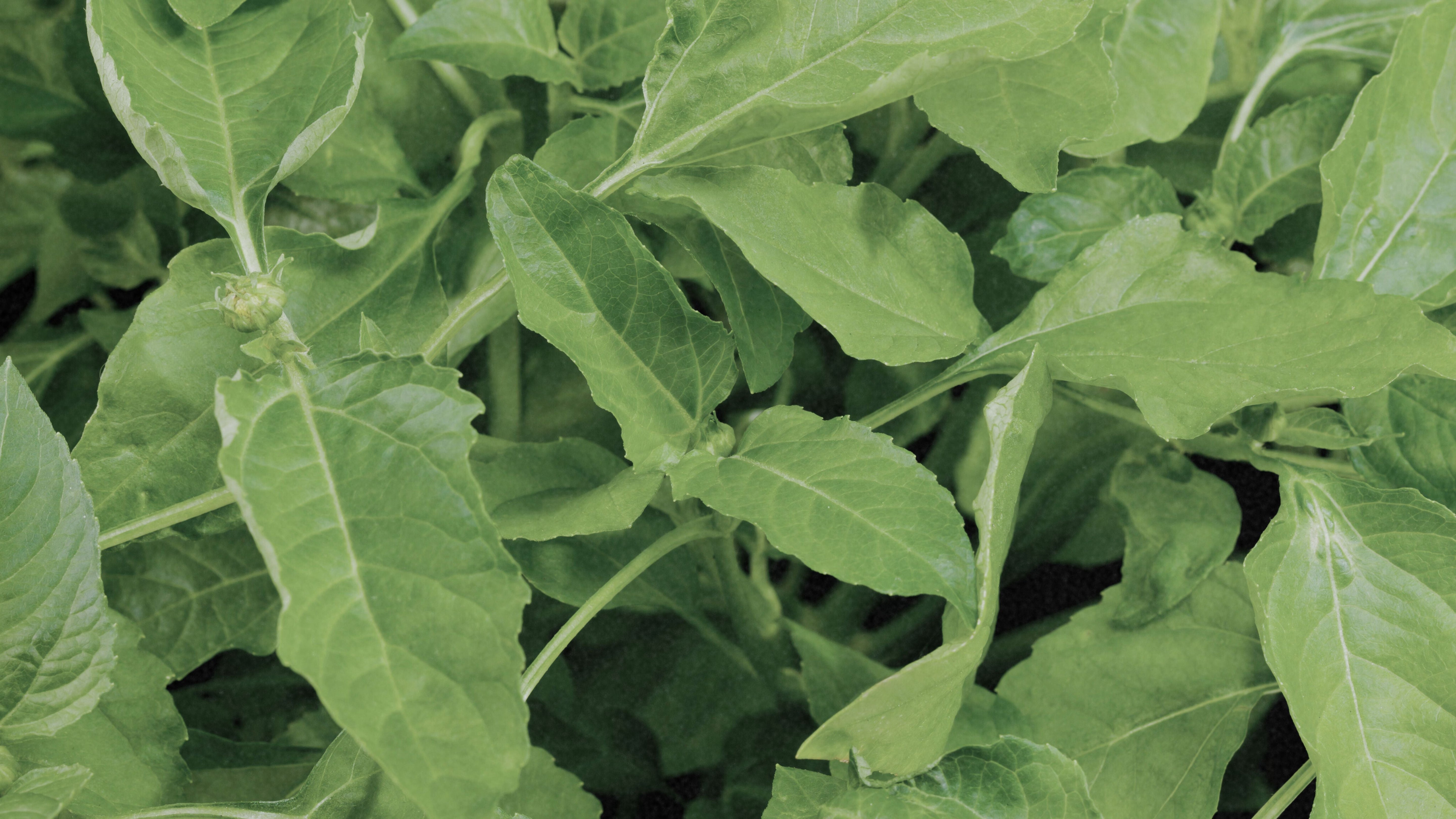 Parakresse gegen Falten: Was kann die natürliche Botox-Alternative?